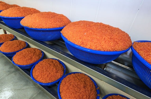 production of salmon roe
