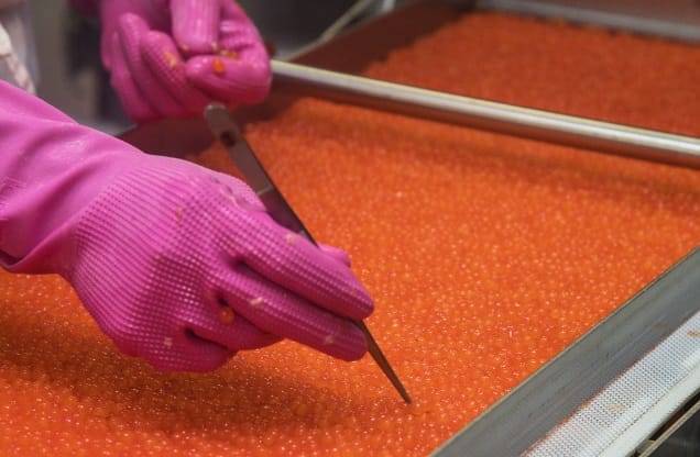 production of salmon roe 2