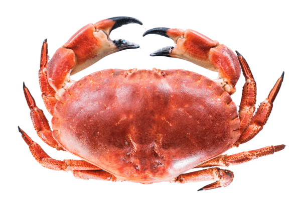 Whole cooked brown crab