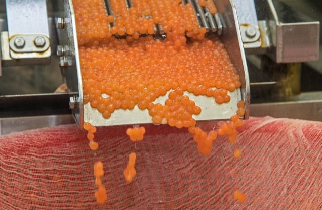 salmon roe in production