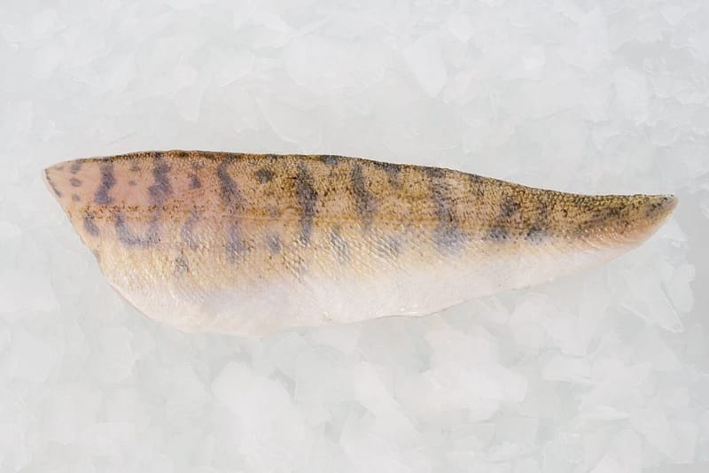 pike perch on ice