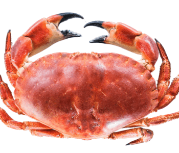 Whole cooked brown crab